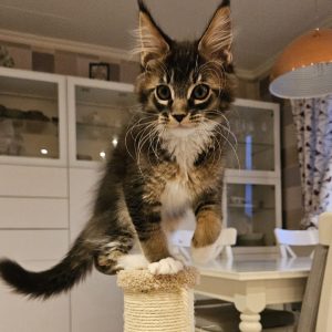 Hilma - 12  veckor