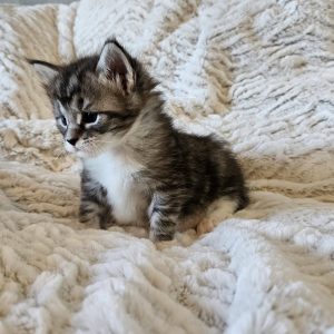 Melvin - 3,5 veckor