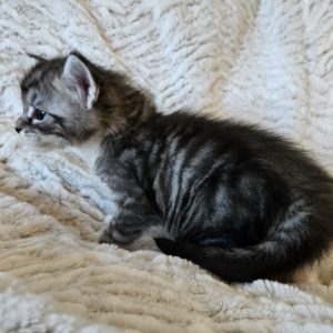 Melvin - 3,5 veckor