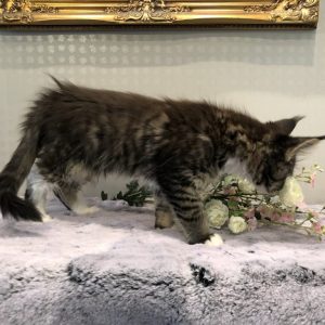 Greta 11 veckor